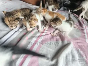 1-3 months Male Mixed Breed Ocicat