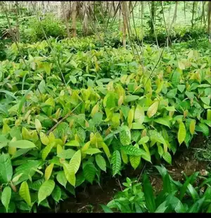Cocoa Seedlings