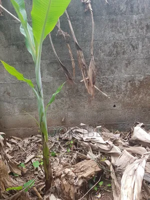 Cavendish Banana Suckers
