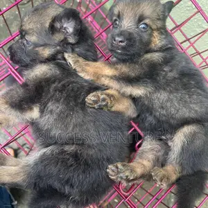 0-1 month Female Purebred German Shepherd