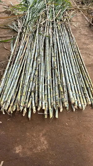 Juncao Grass Cuttings