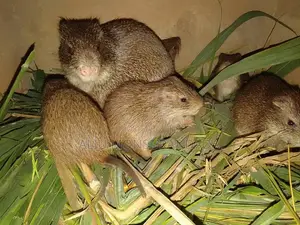 Organically and Hygienically Raised Grasscutters for Sale