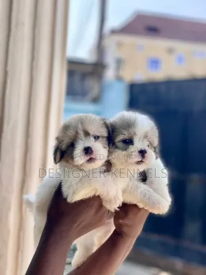 1-3 months Male Purebred Lhasa Apso
