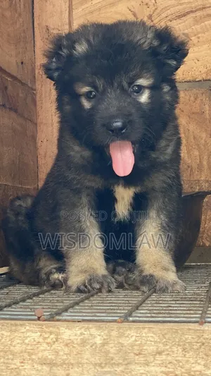 1-3 months Male Purebred Caucasian Shepherd
