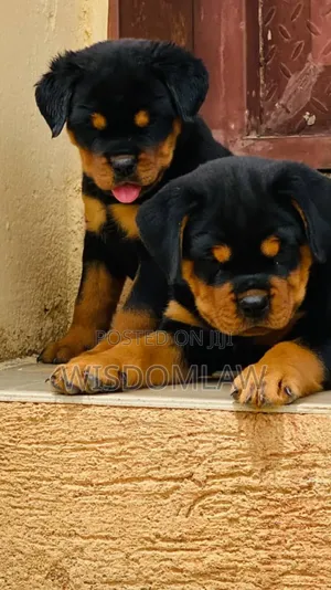 1-3 months Female Purebred Rottweiler