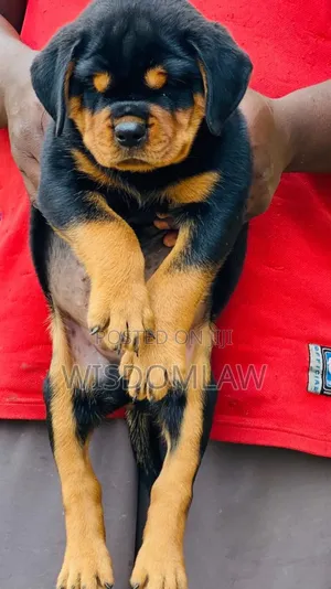 1-3 months Male Purebred Rottweiler