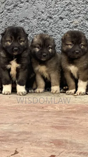 1-3 months Female Purebred Caucasian Shepherd