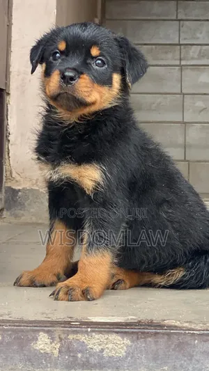 1-3 months Female Purebred Rottweiler