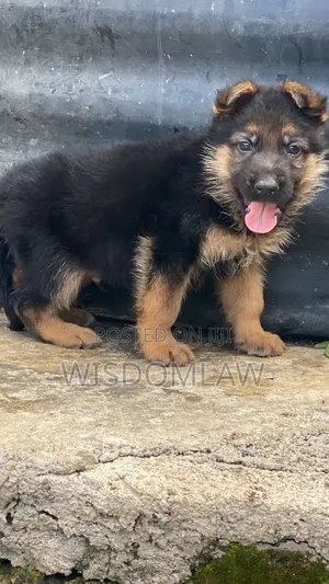 1-3 months Female Purebred German Shepherd