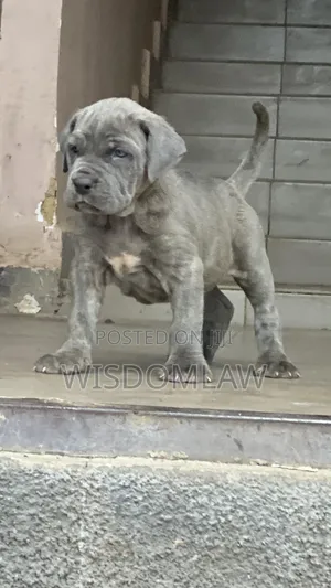 1-3 months Male Purebred Neapolitan Mastiff