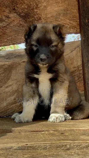 1-3 months Male Purebred Caucasian Shepherd