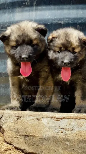 1-3 months Male Purebred Caucasian Shepherd