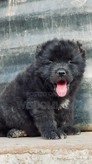 1-3 months Male Purebred Caucasian Shepherd