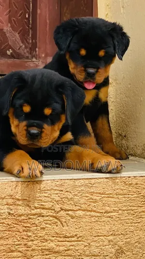 1-3 months Female Purebred Rottweiler