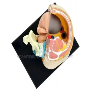 Uterine Section Anatomical Replica