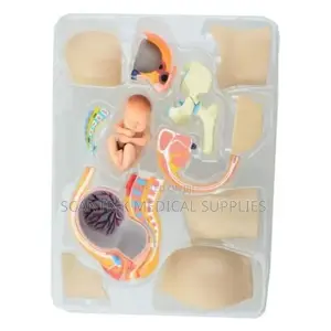 Human Uterus Dissection Model