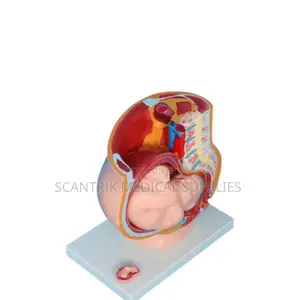 Human Female Pelvis Anatomy Cut