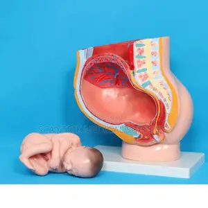 Uterine System Dissection Display