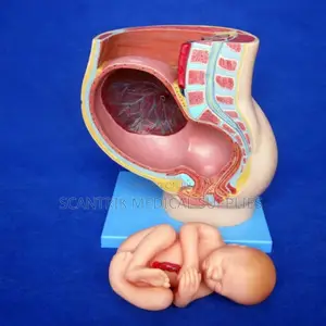 Human Urogenital System Model (Female)