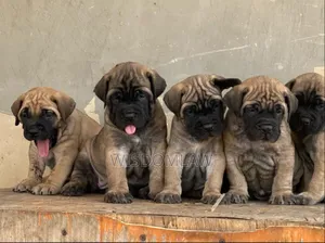 1-3 months Male Purebred Bullmastiff