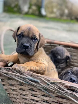 1-3 months Male Purebred Boerboel