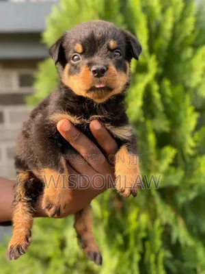 1-3 months Male Purebred Rottweiler