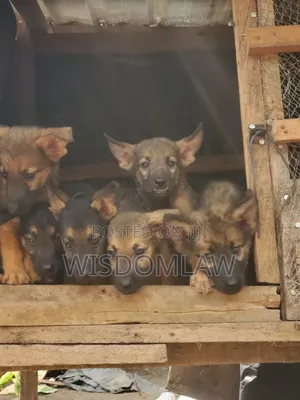 1-3 months Female Purebred German Shepherd