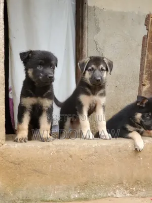 1-3 months Male Purebred German Shepherd