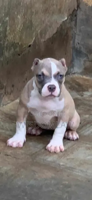 1-3 months Male Purebred American Bully