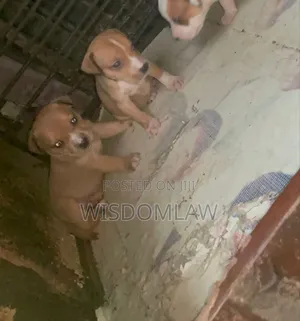 1-3 months Female Purebred American Pit Bull Terrier