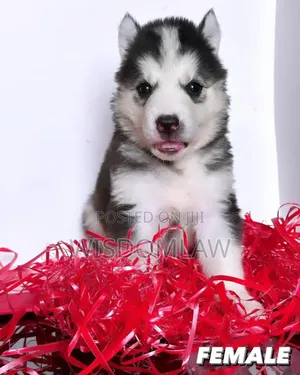 1-3 months Female Purebred Siberian Husky