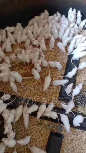 Albino Mice