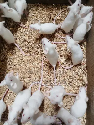 Albino Mice