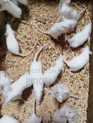 Albino Mice