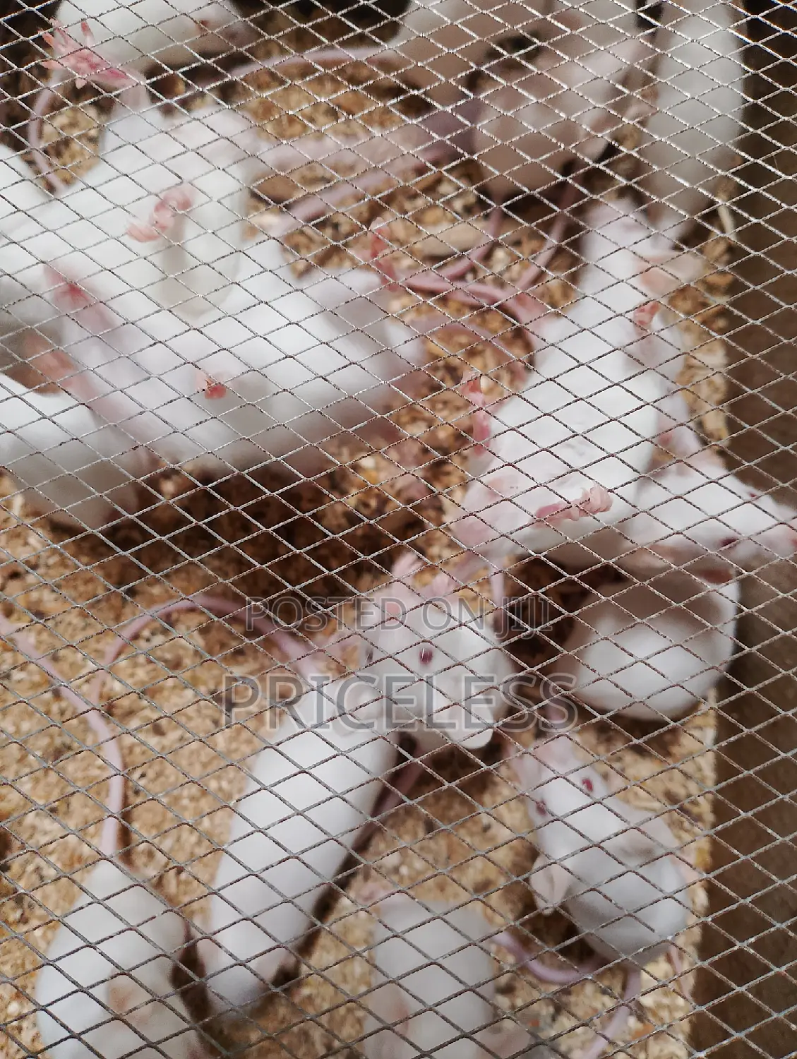 Albino Mice