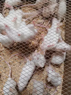 Albino Mice