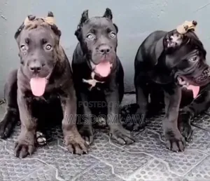 3-6 months Male Purebred Cane Corso