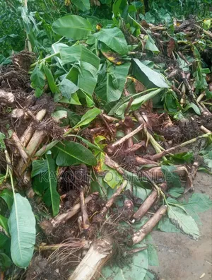 Plantain Sucker