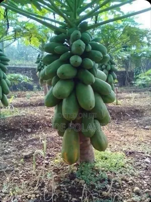Dwarf Pawpaw