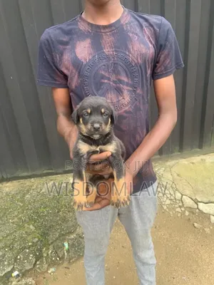 1-3 months Male Purebred German Shepherd