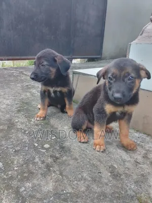 1-3 months Male Purebred German Shepherd