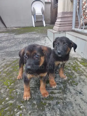 1-3 months Female Purebred German Shepherd