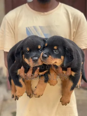1-3 months Male Purebred Rottweiler