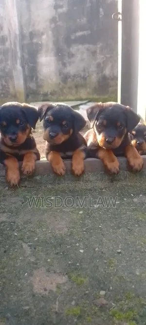 1-3 months Male Purebred Rottweiler