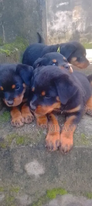 1-3 months Female Purebred Rottweiler