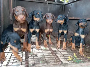 1-3 months Female Purebred Doberman Pinscher