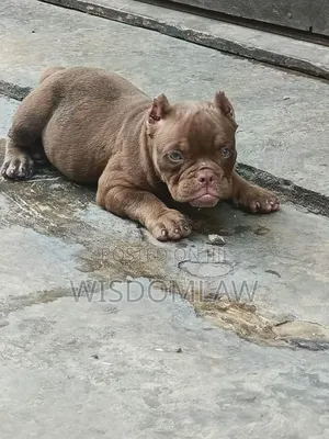 1-3 months Male Purebred American Bully