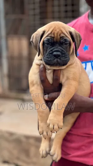 1-3 months Male Purebred Bullmastiff
