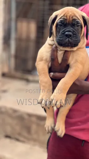 1-3 months Male Purebred Bullmastiff
