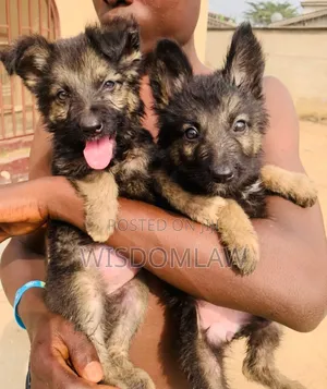 1-3 months Female Purebred German Shepherd